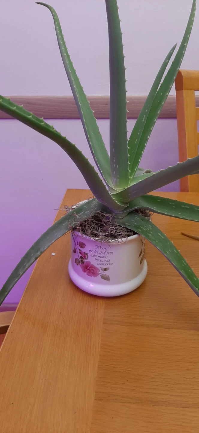 Potted Aloe Vera Plant for Mothers Day - photo 2
