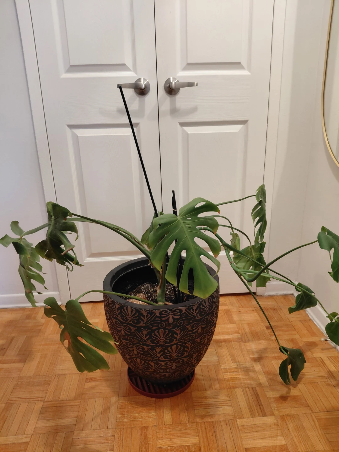 Monstera Deliciosa in 15" Pot