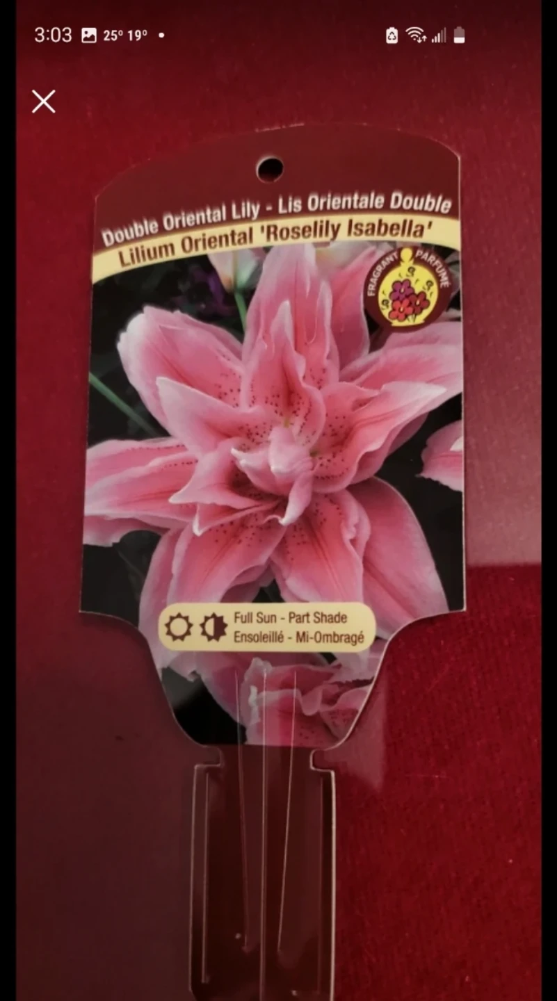 Double Oriental Lily - photo 4