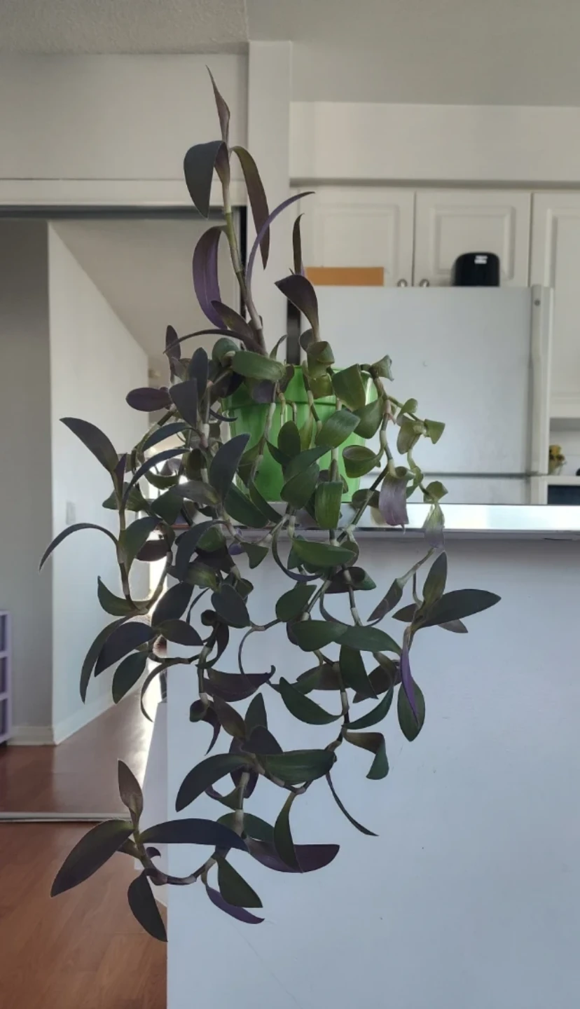 Tradescantia pallida 'Purple Heart'