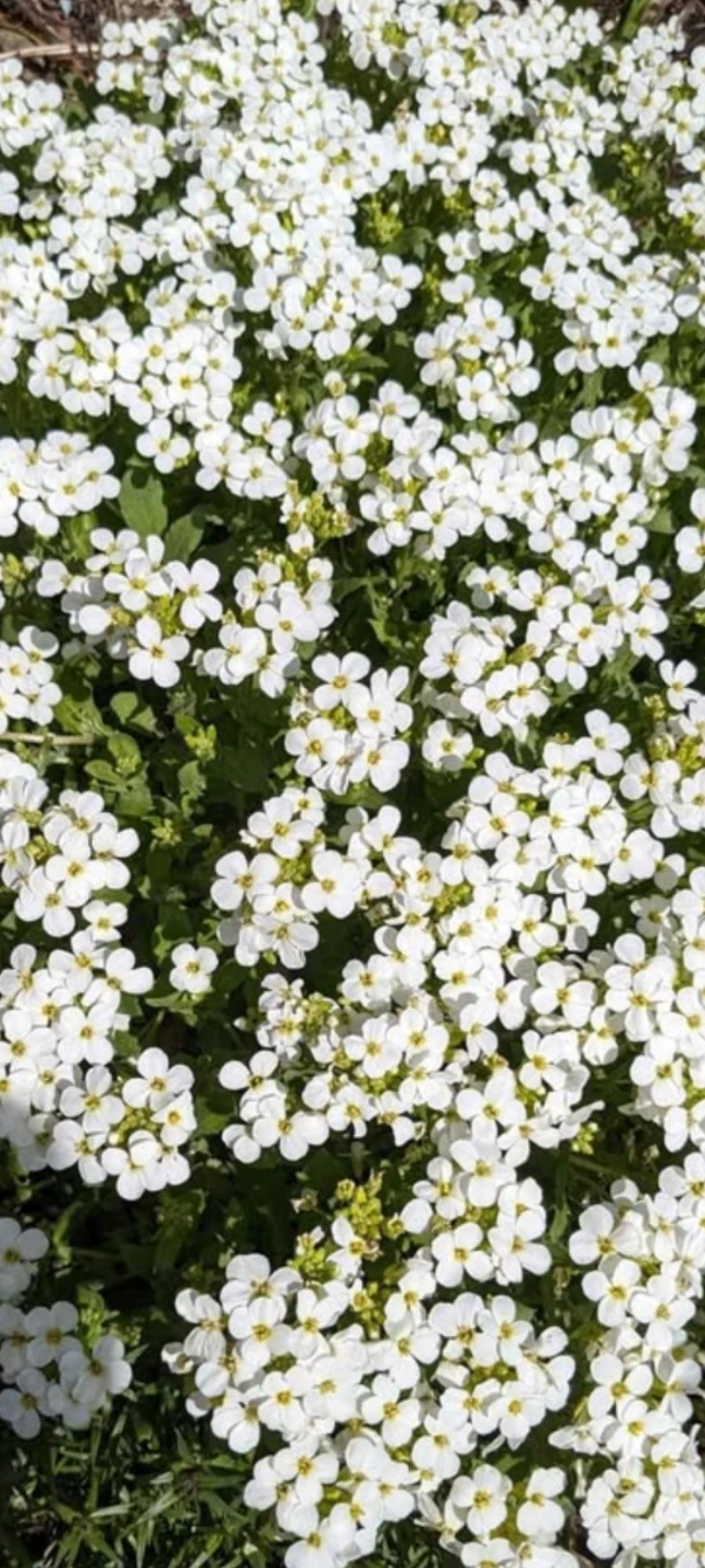 White Rock Cress Plant