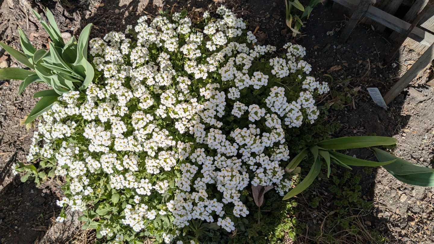 White Rock Cress Plant - photo 2
