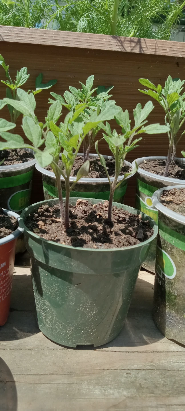 Tomato Seedlings - Ready to Plant/ plantas de tomate