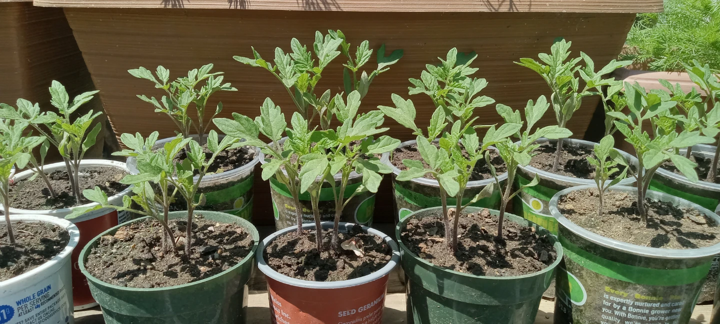 Tomato Seedlings - Ready to Plant/ plantas de tomate - photo 2