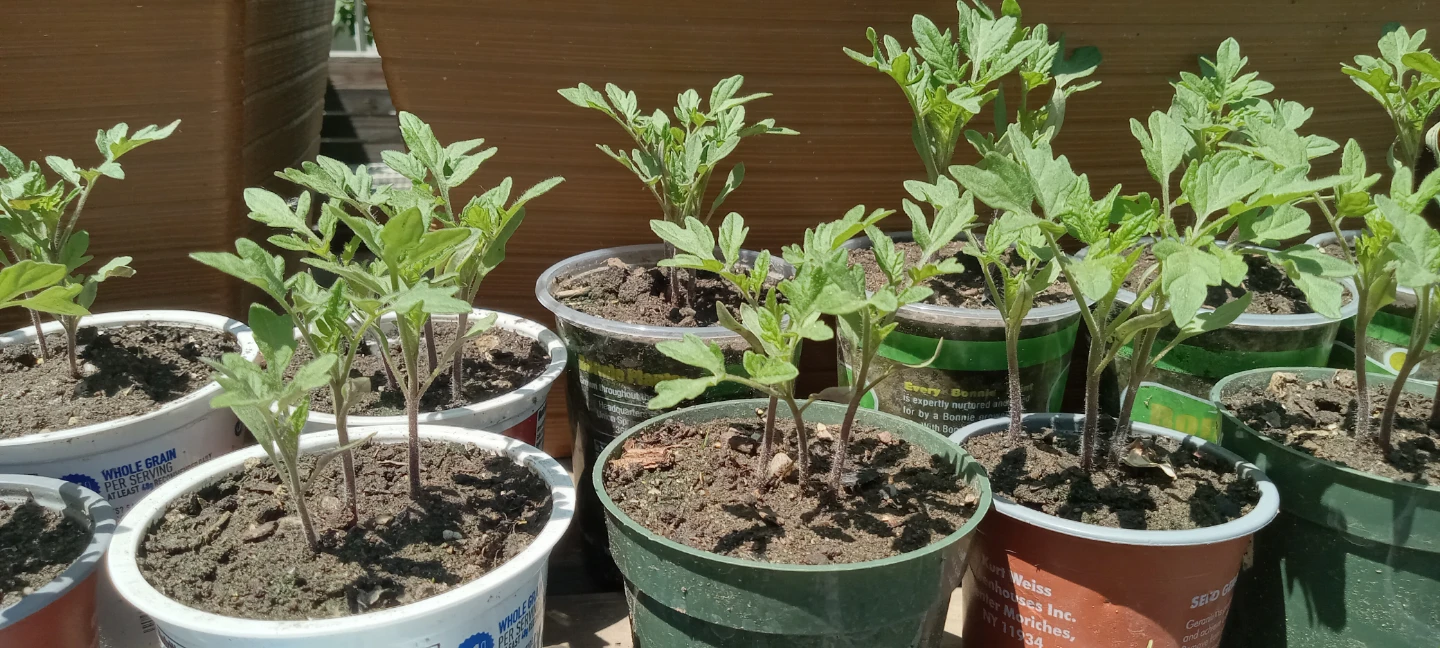 Tomato Seedlings - Ready to Plant/ plantas de tomate - photo 3