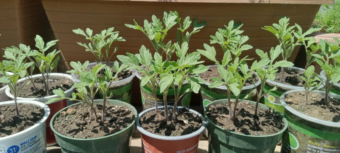 Tomato Seedlings - Ready to Plant/ plantas de tomate - photo 5