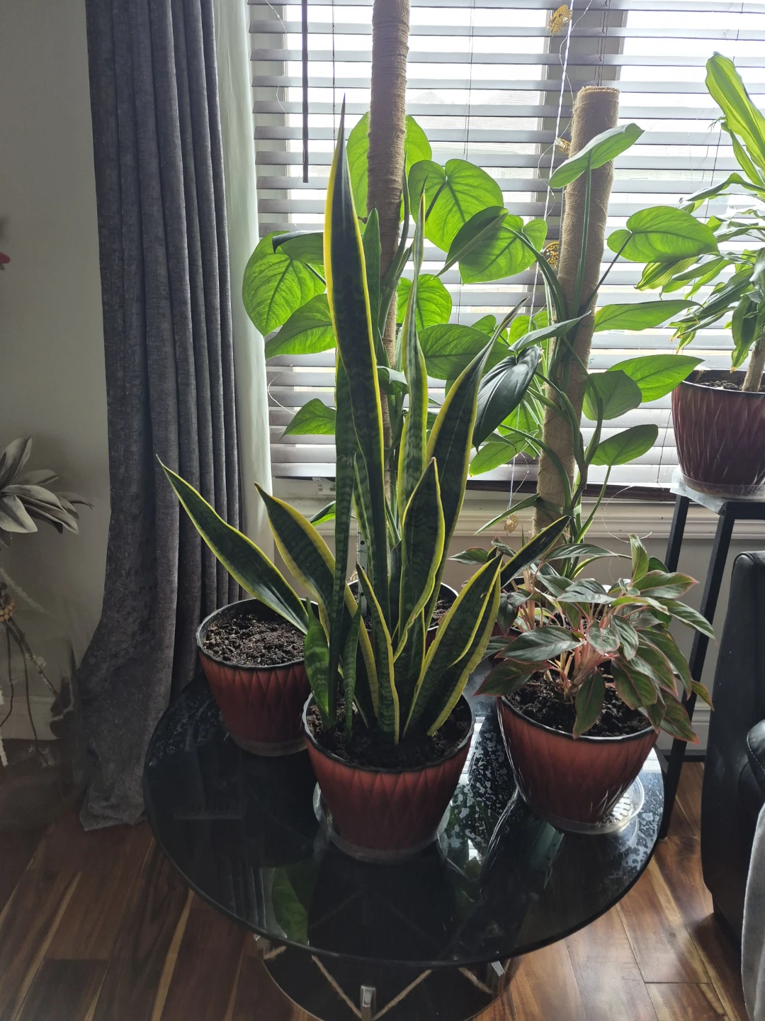Snake Plant and Pink Aglaonema Plant Bundle