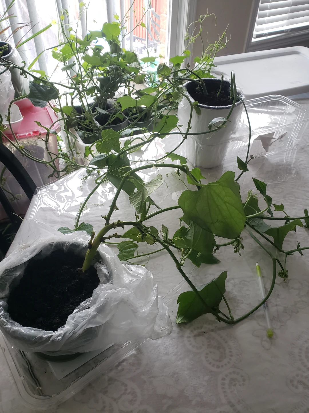 Chayote Squash Plants - photo 3