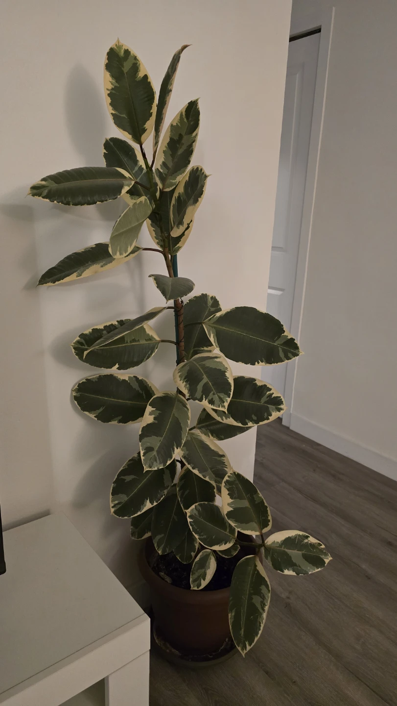 Variegated Rubber Plant