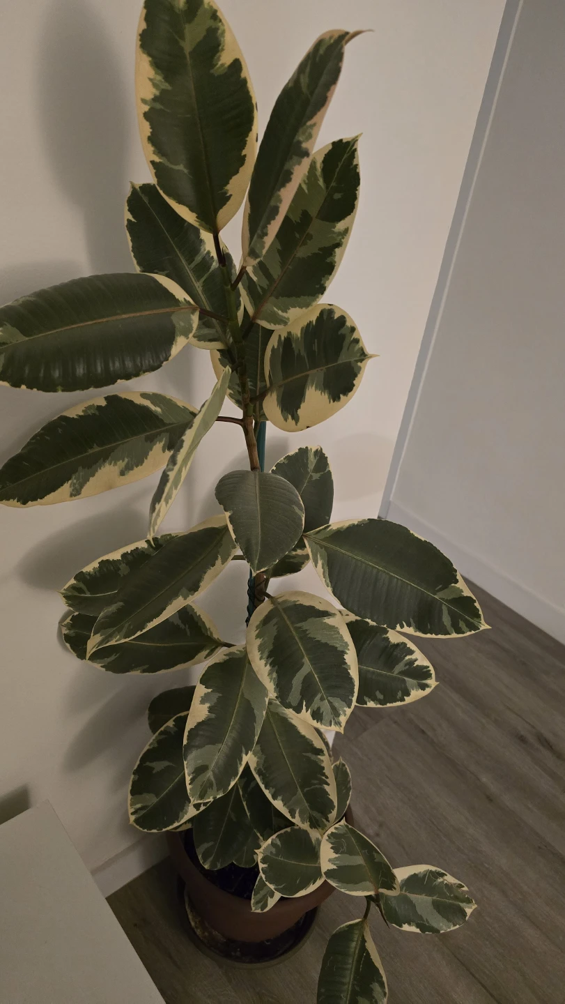 Variegated Rubber Plant - photo 2
