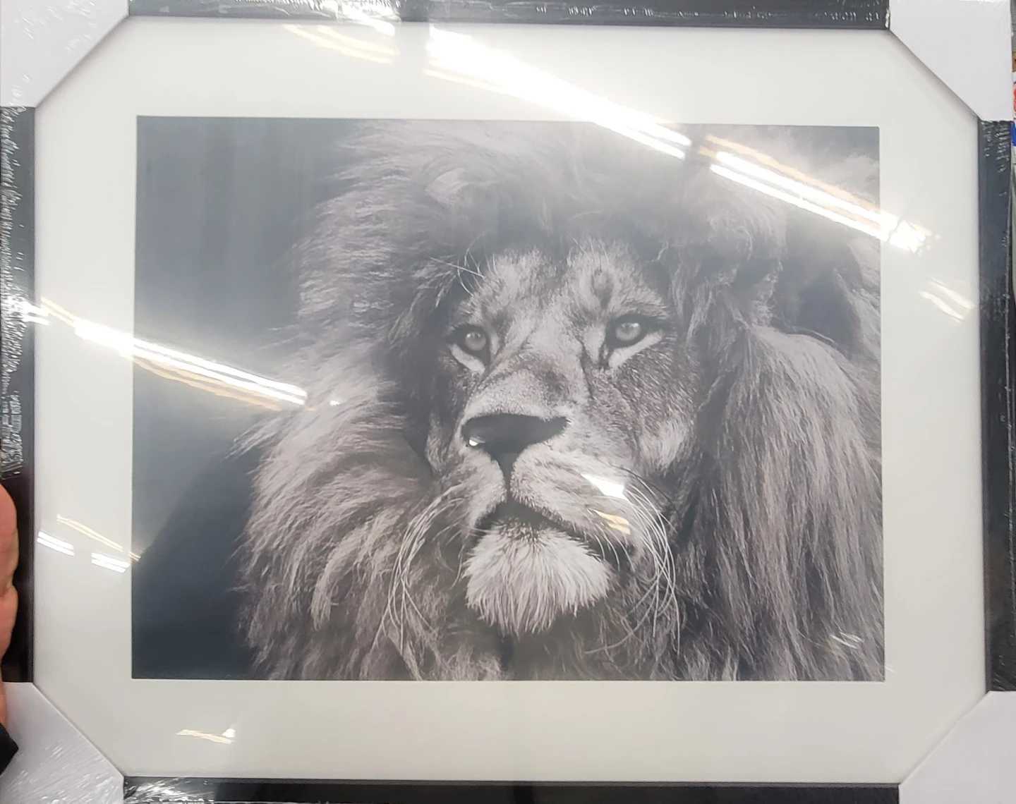 Framed Lion Wall Art Print