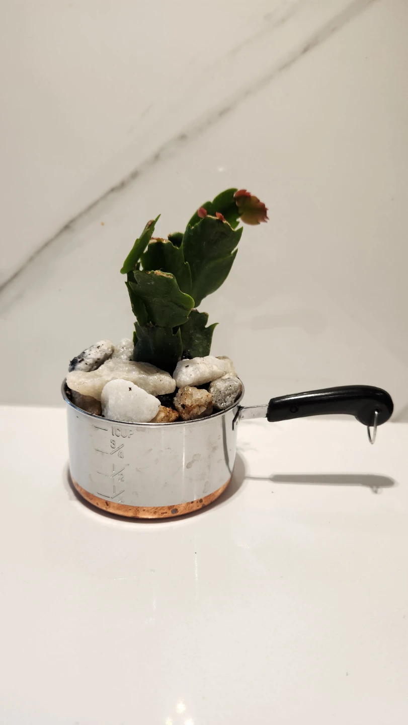 Mini cooking pot planter with plant