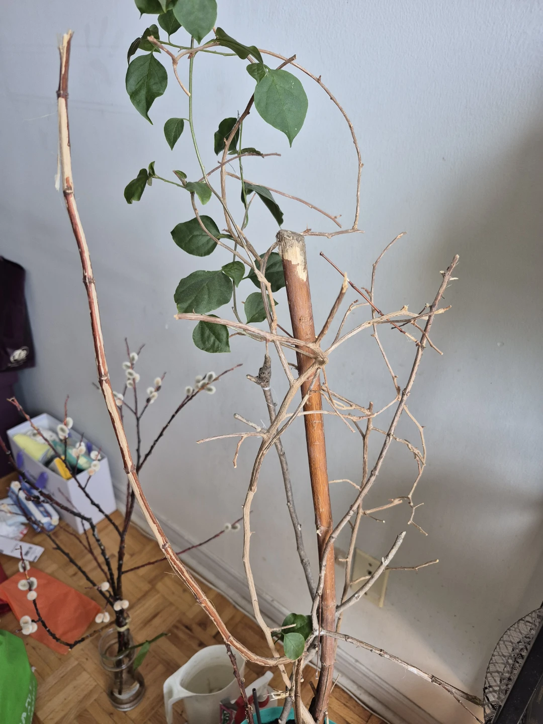 Live Plant with Wooden Stake Support