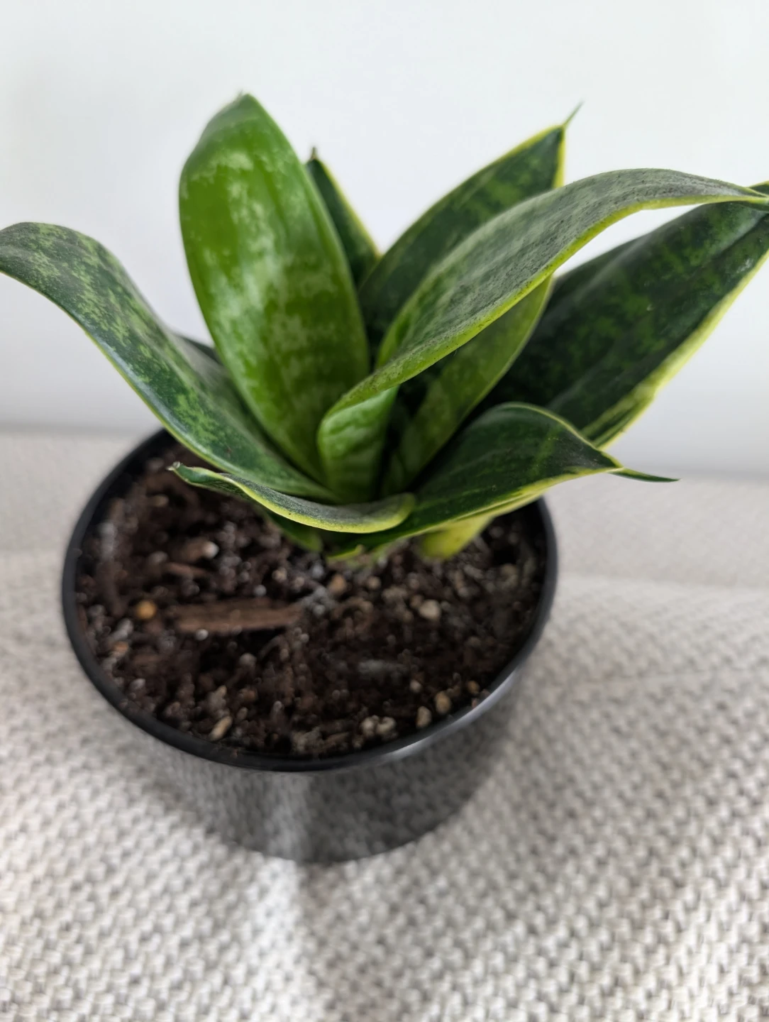 Snake plant with decorative pot