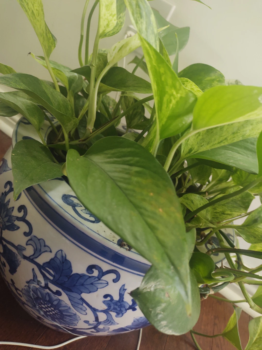 Pothos Plant in Blue and White Pot