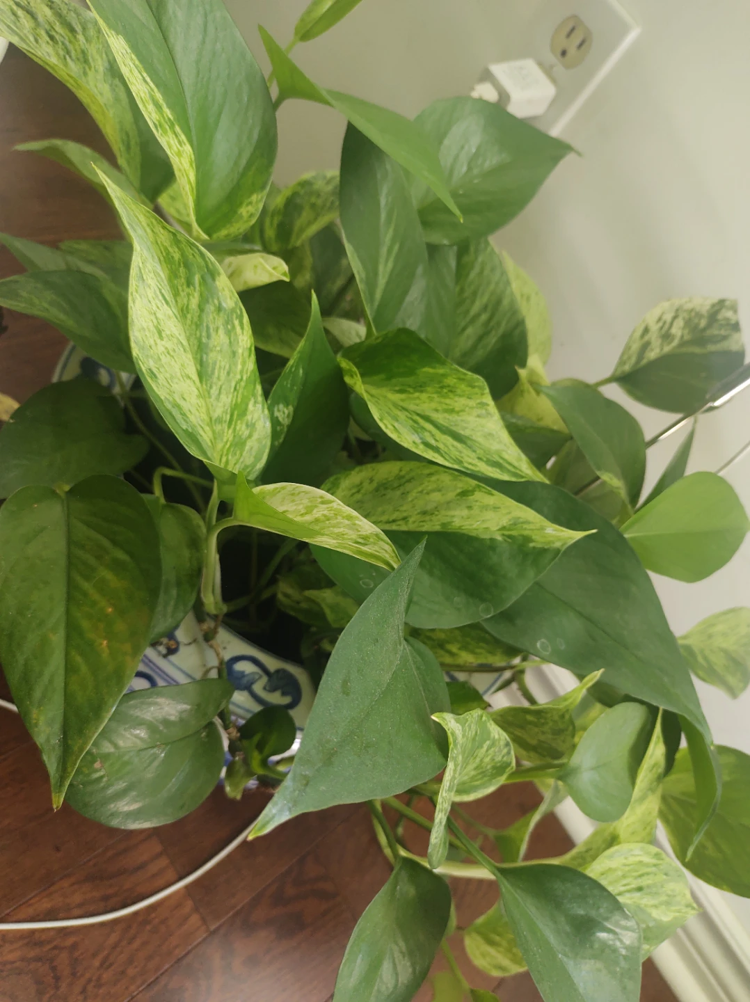 Pothos Plant in Blue and White Pot - photo 2