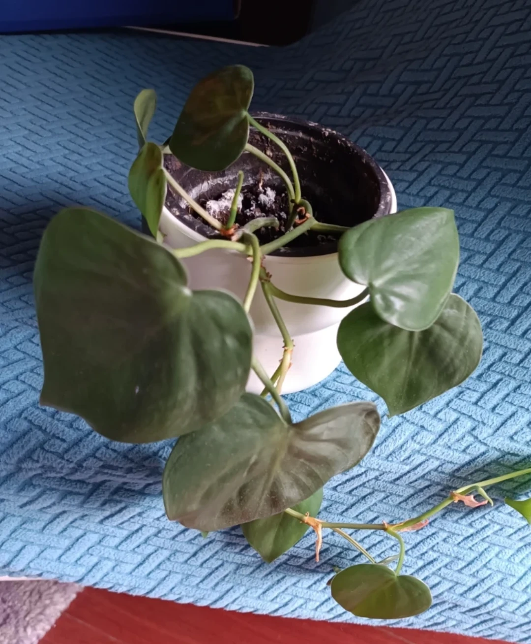 Heartleaf Philodendron Plant in White Ikea Pot - photo 3