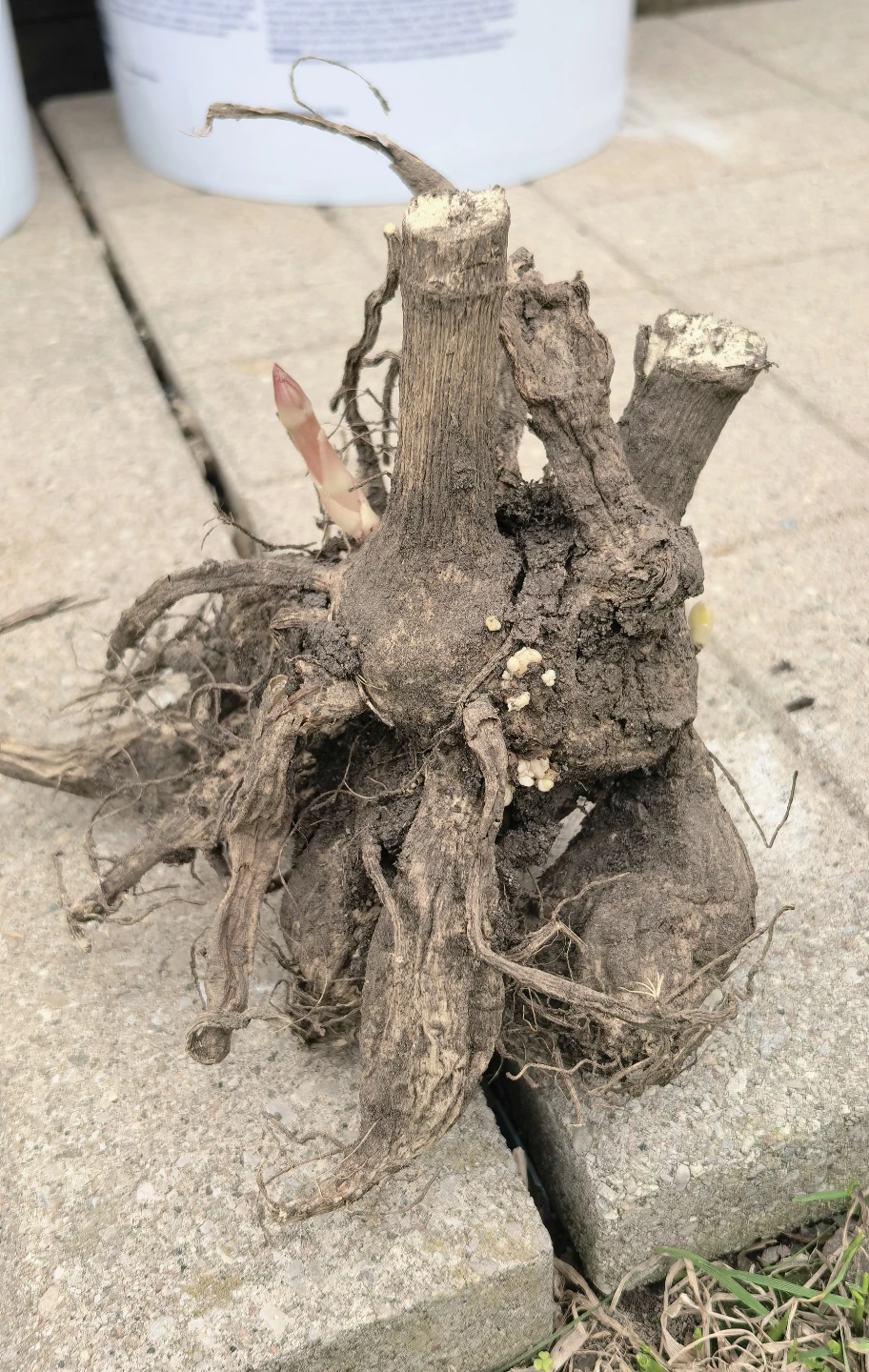 Dahlia roots - photo 2