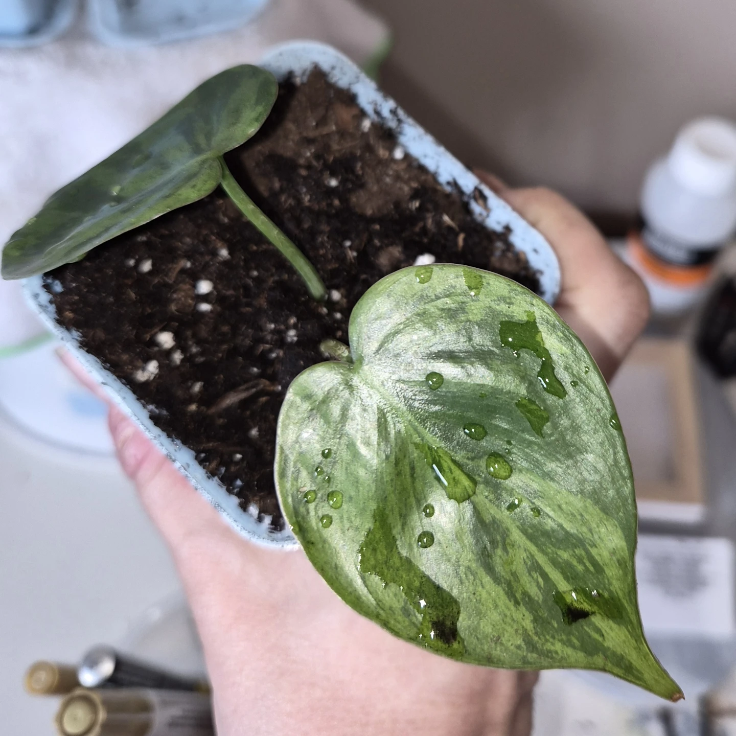 Variegated Heartleaf Philodendron Rooted Leaf Cutting