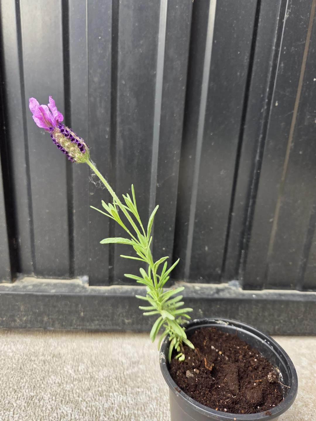 Lavender Plant in Pot