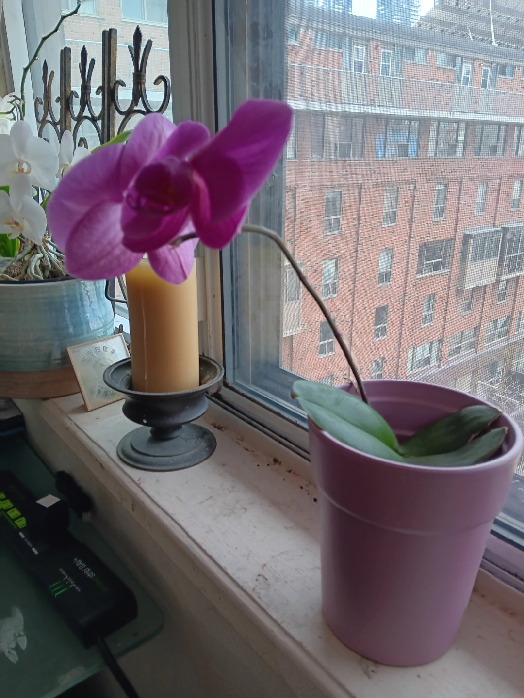 Purple Orchid Plant in Pink Pot