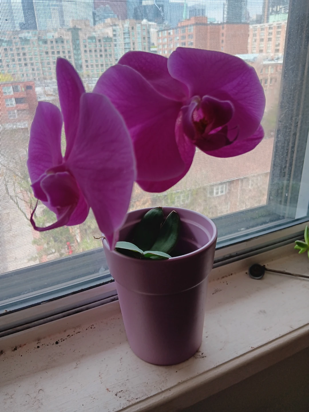 Purple Orchid Plant in Pink Pot - photo 2