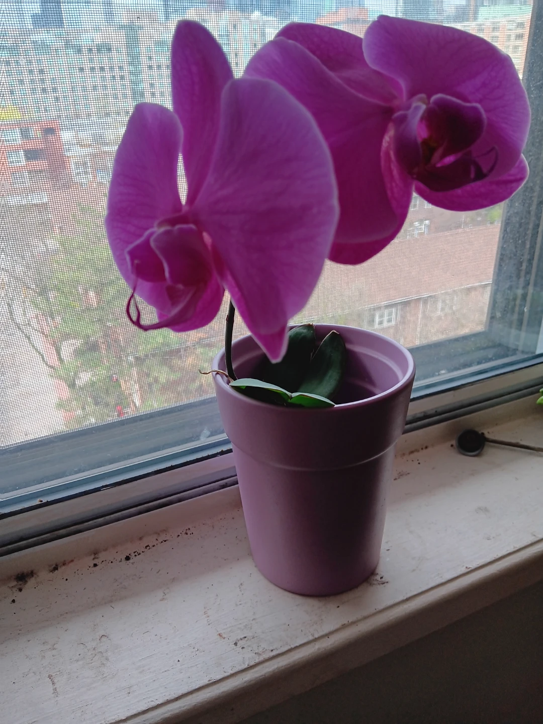 Purple Orchid Plant in Pink Pot - photo 3