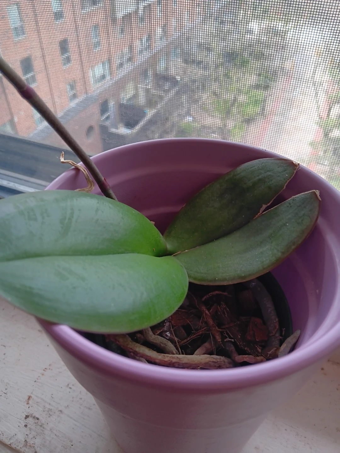 Purple Orchid Plant in Pink Pot - photo 4