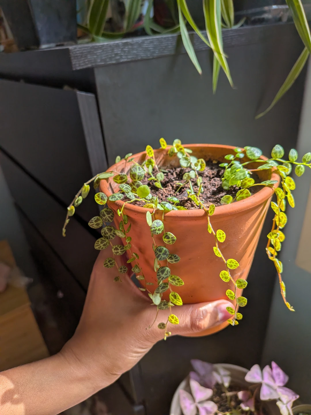 String of Turtles in Terracotta pot