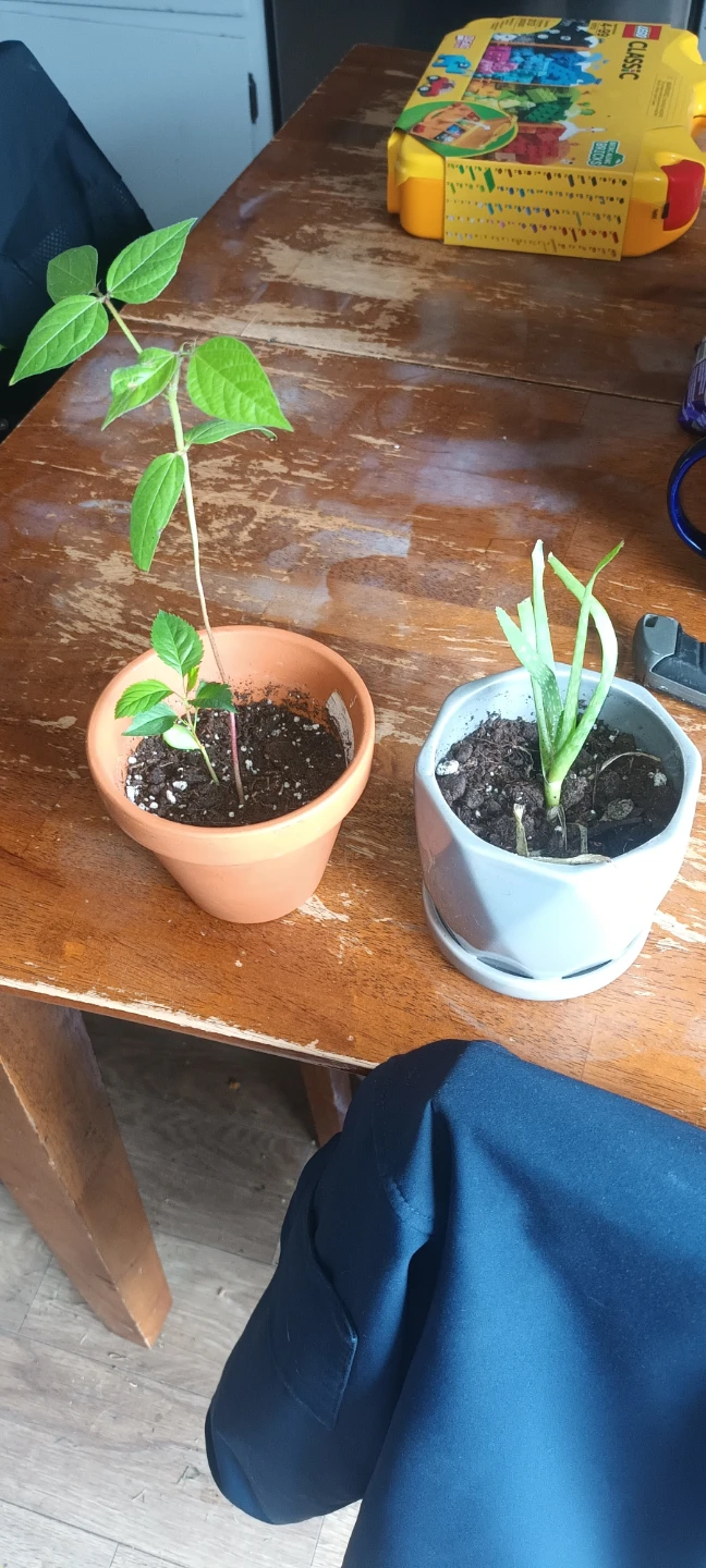 Two potted plants