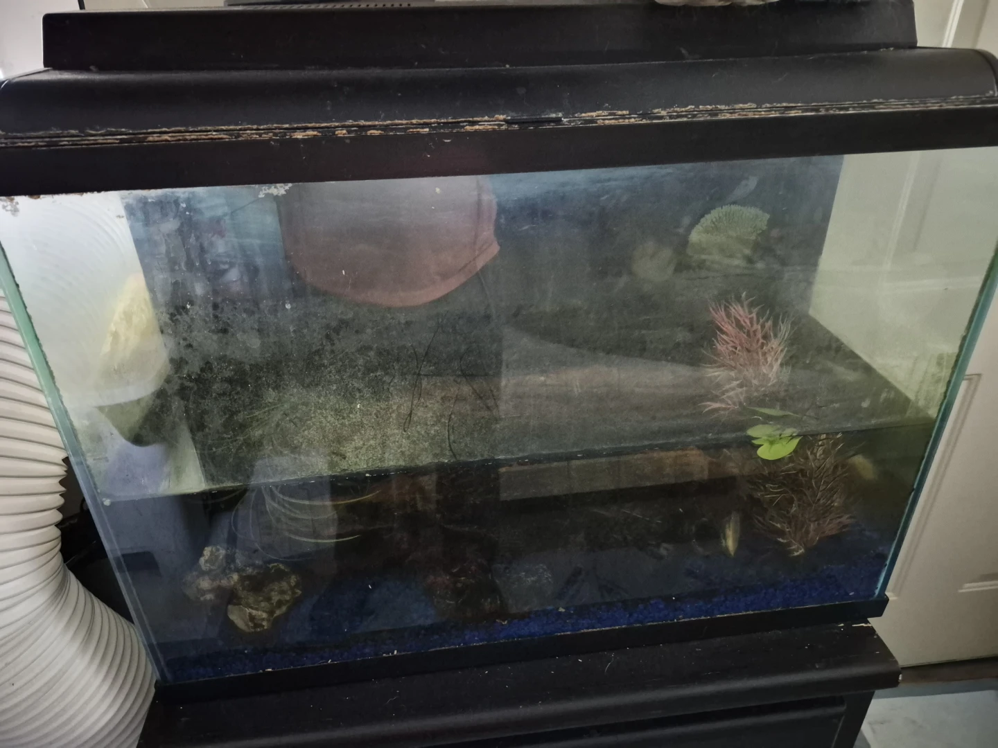 Used Aquarium Tank
