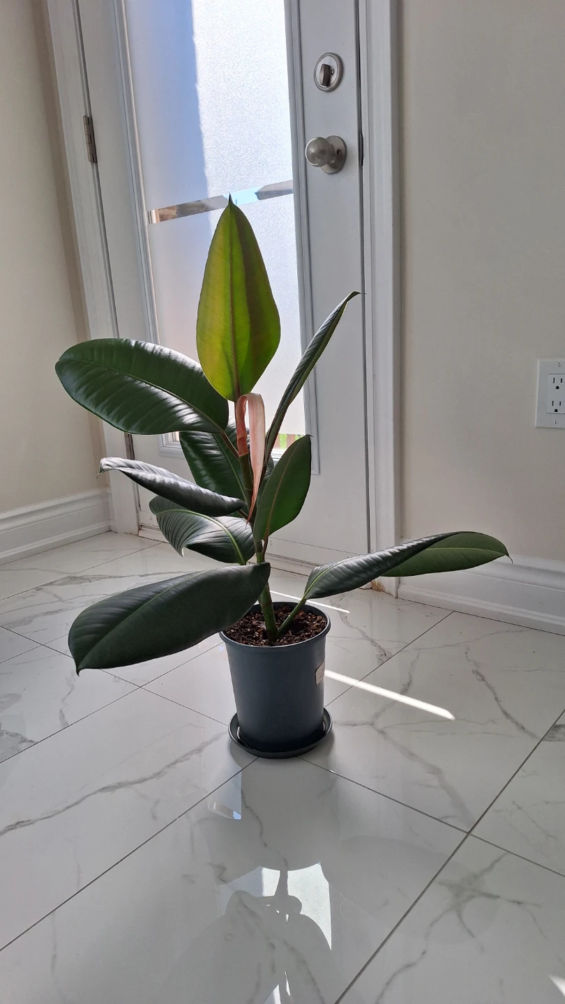Rubber Plant