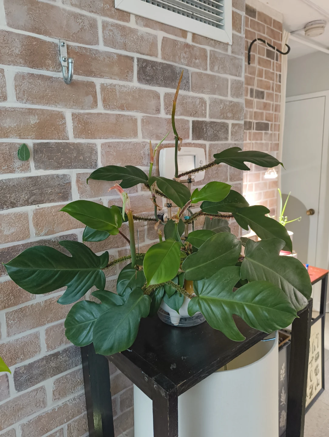 🌱 Rare plant cuttings (not rooted) - photo 2