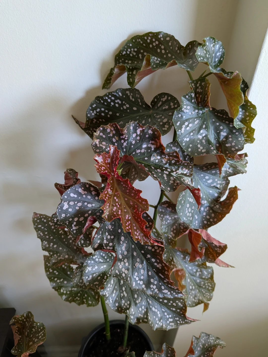 Begonia Maculata 'Wightii' Live Plant