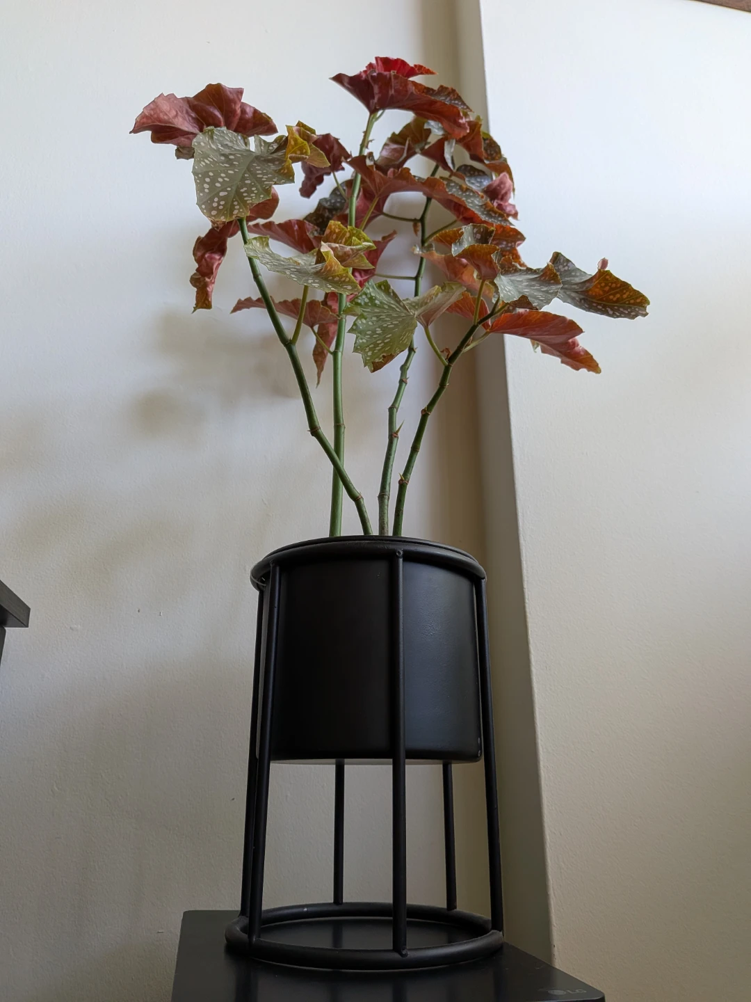 Begonia Maculata 'Wightii' Live Plant - photo 3