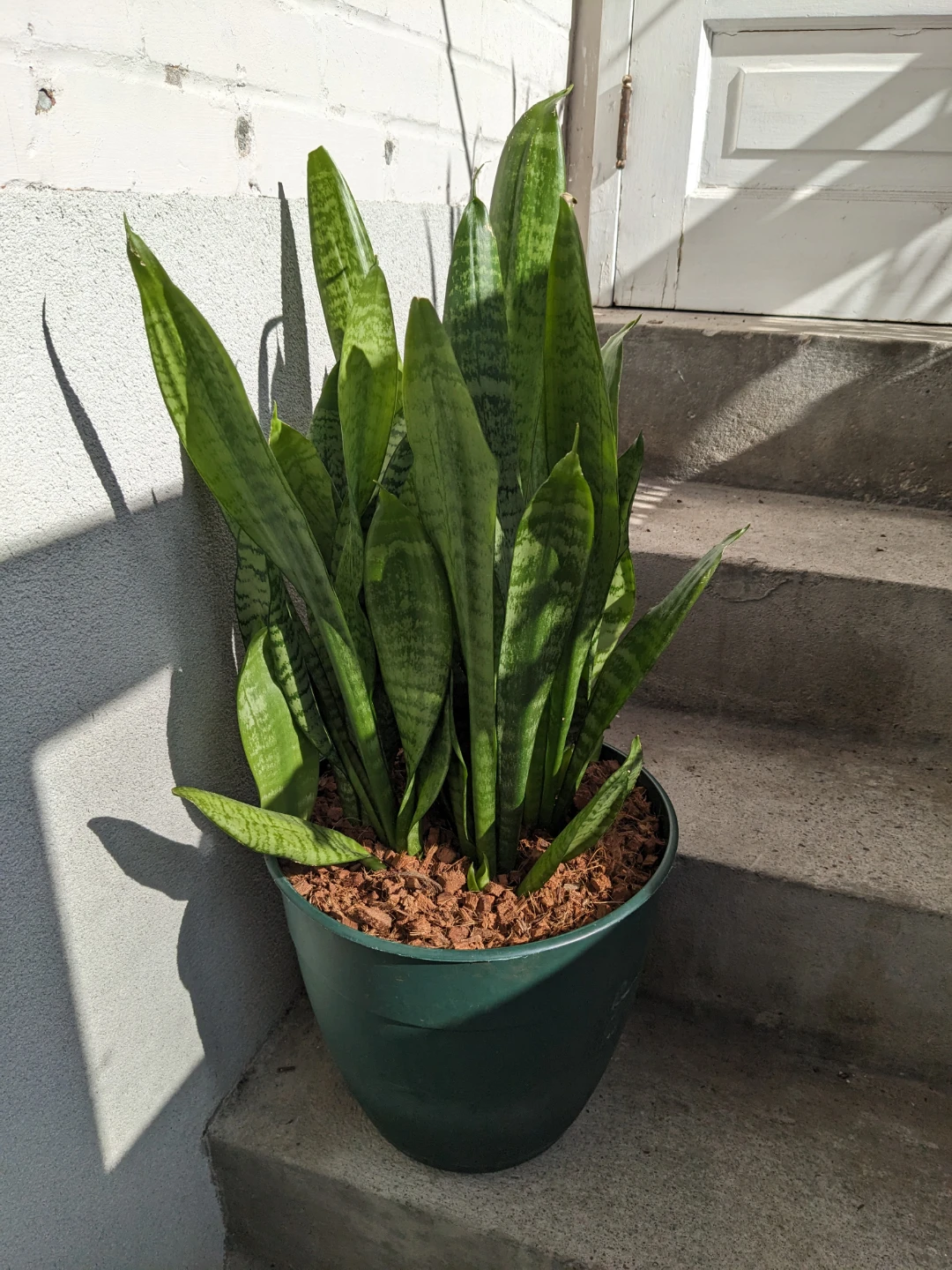 Big healthy snake plant sansevieria in pot