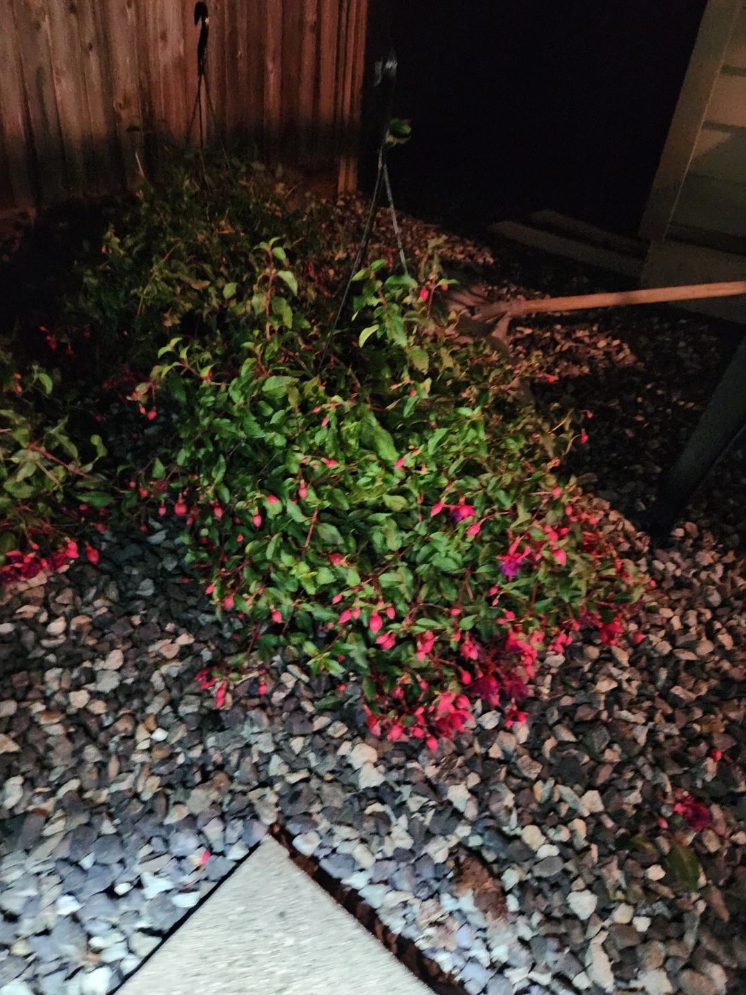 Fuchsia Hanging Basket Plant - photo 3