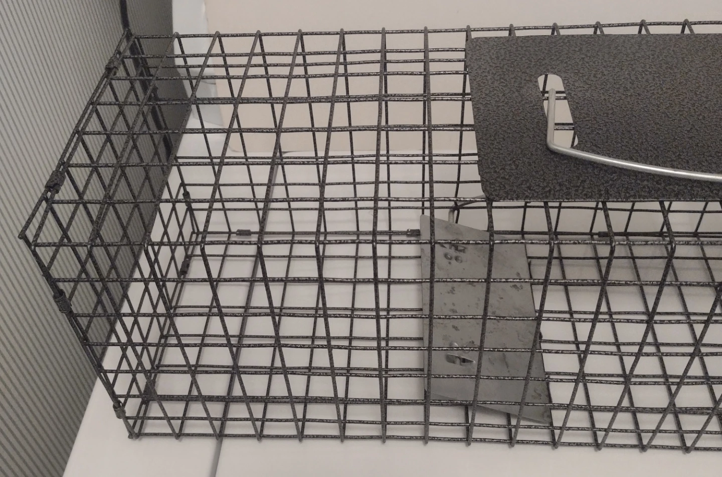Trap - photo 2