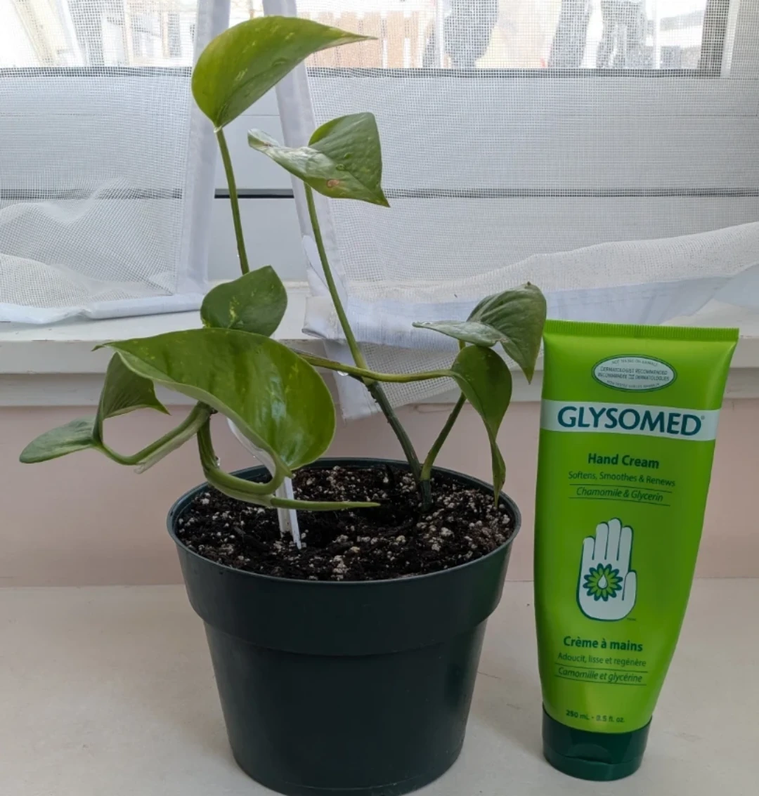Pothos Plant in Pot - photo 2