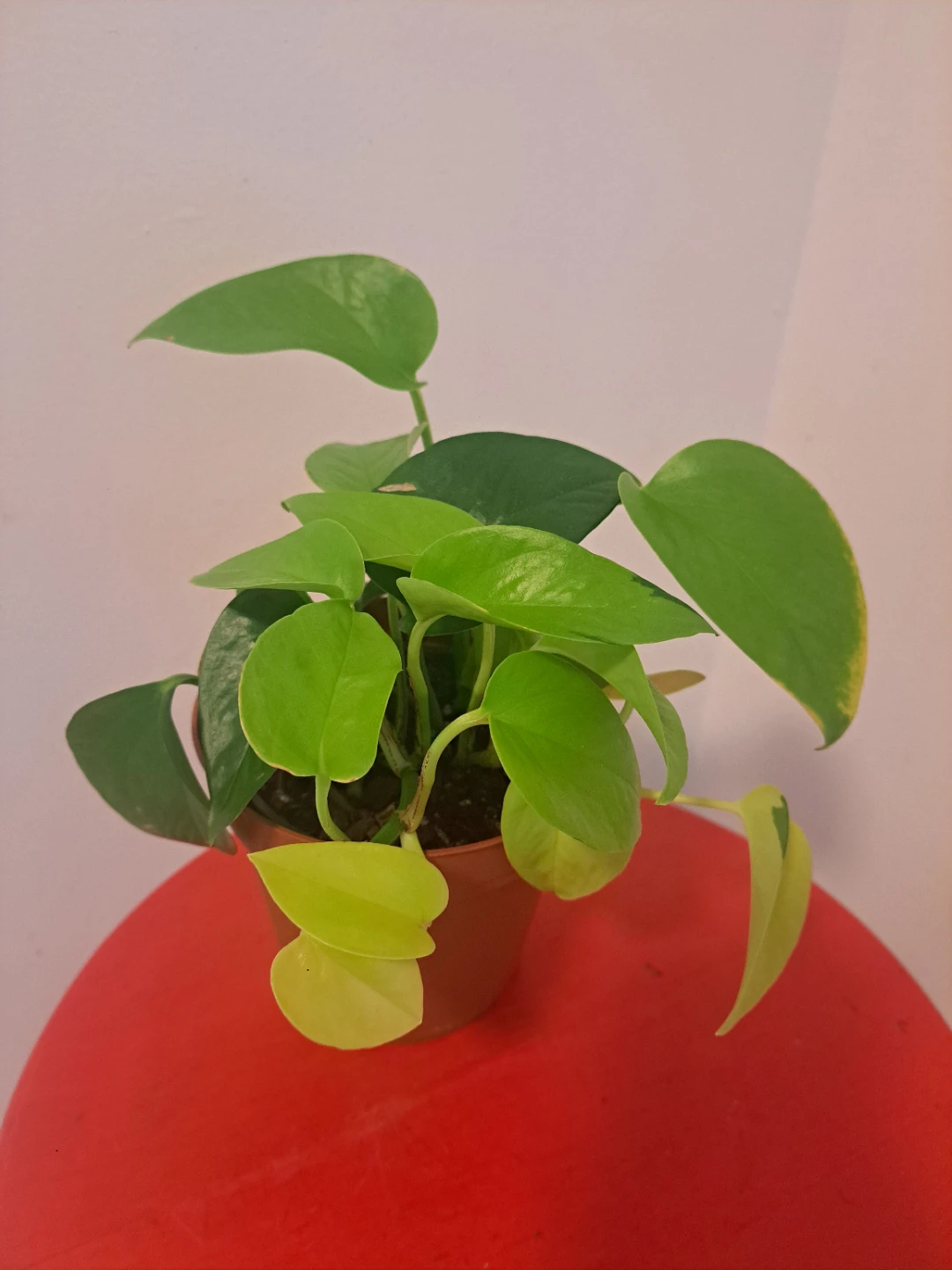 Potted Neon Pothos Plant