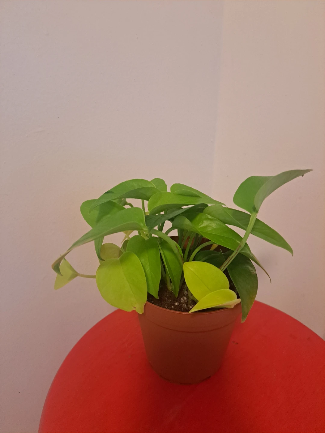 Potted Neon Pothos Plant - photo 2