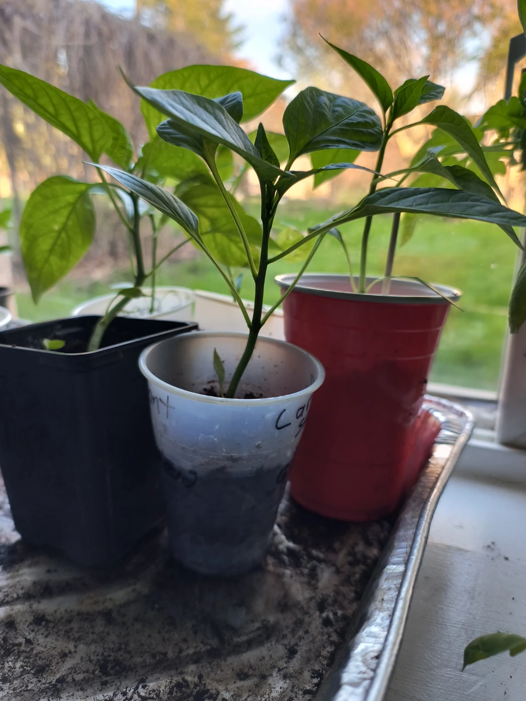Organic sweet peppers