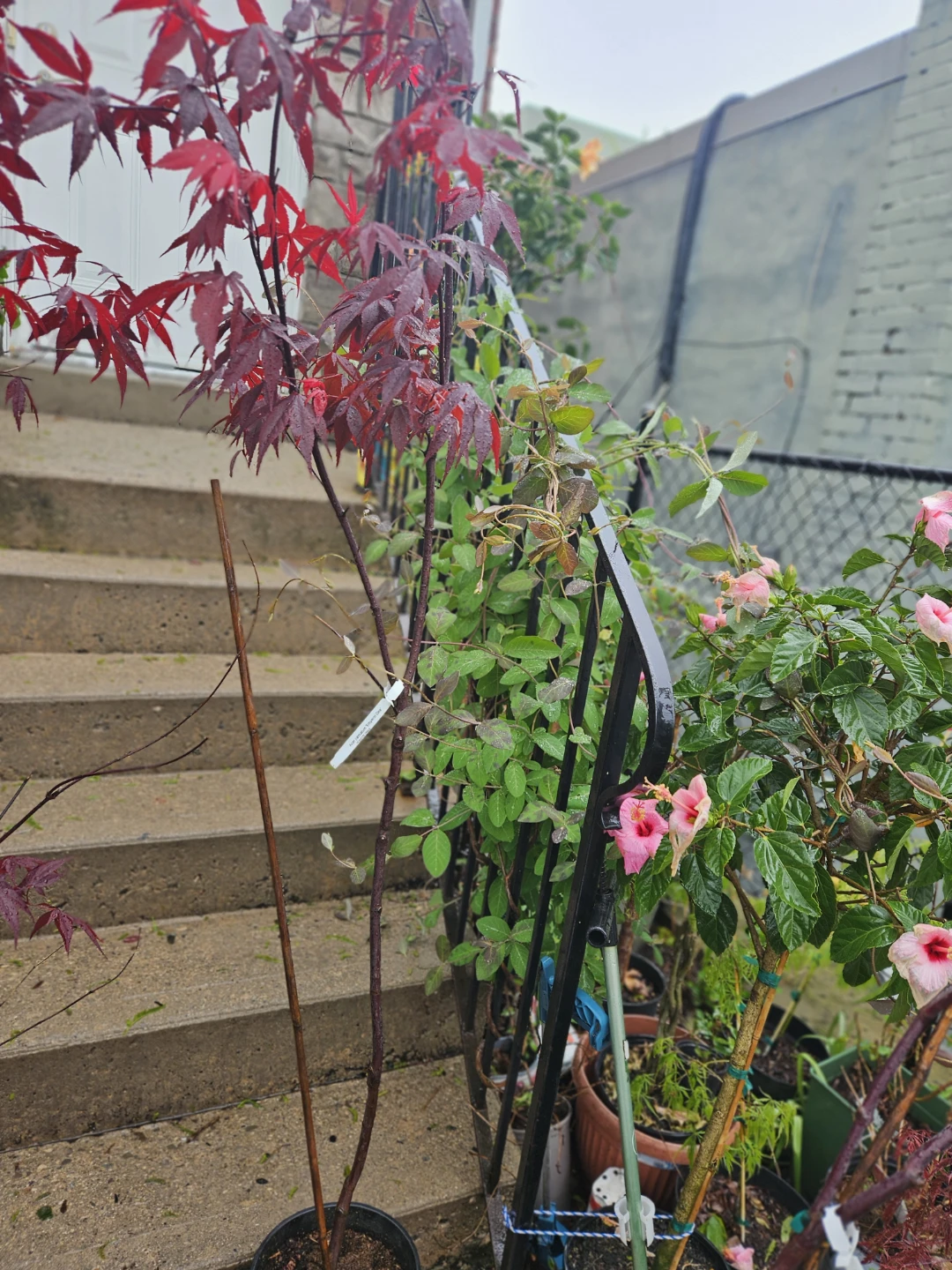 Japanese maple tree - photo 2
