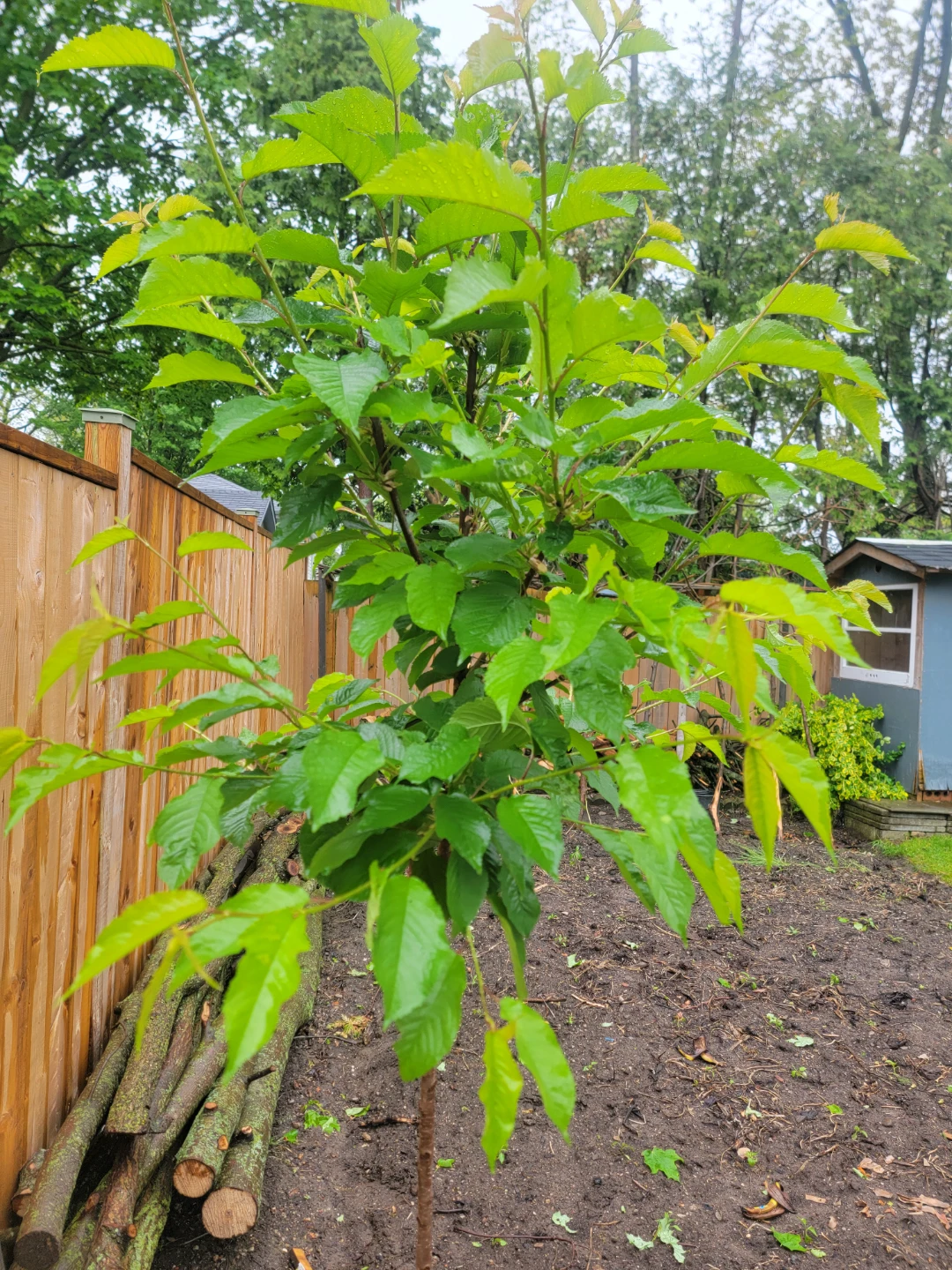 Bird cherry 🌸🍒 free - photo 2