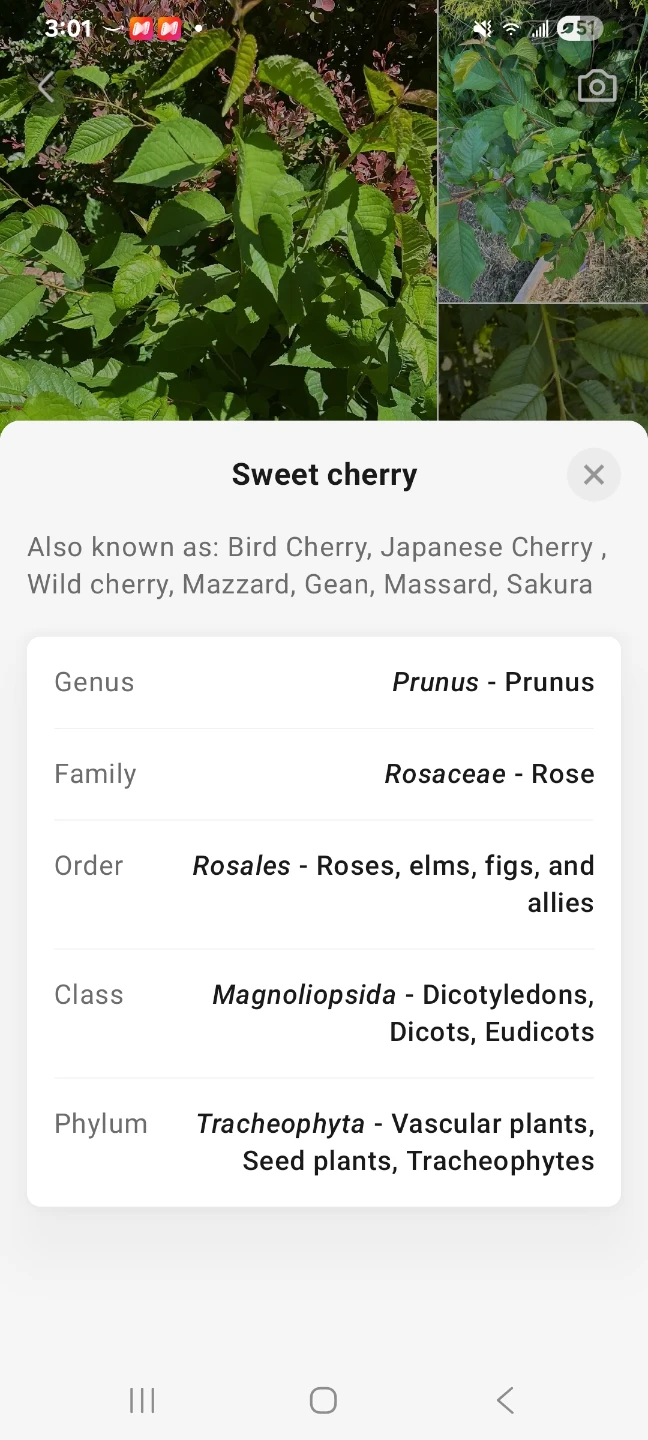 Bird cherry 🌸🍒 free - photo 3