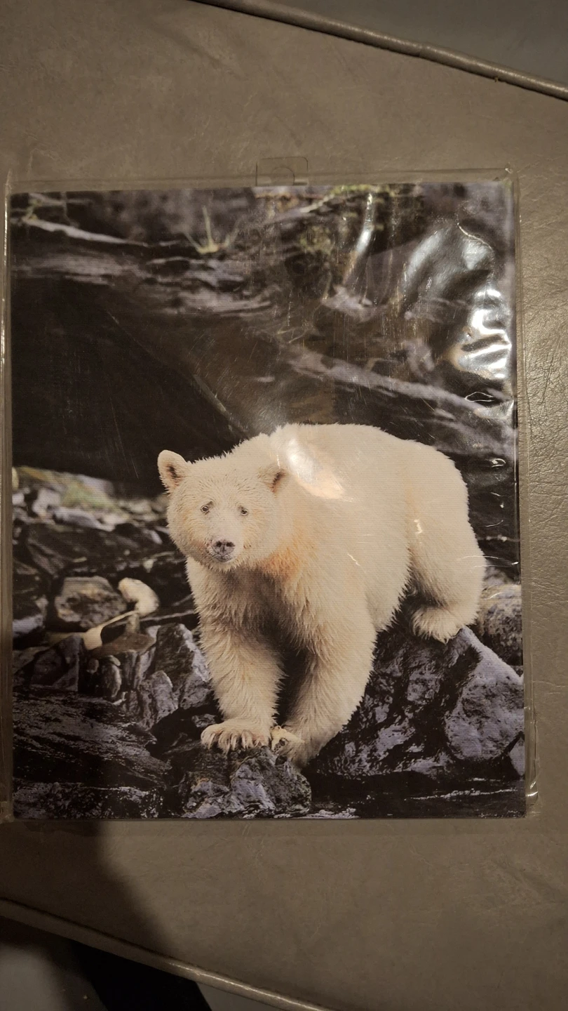 Dave Hutchison Polar Bear Art Print