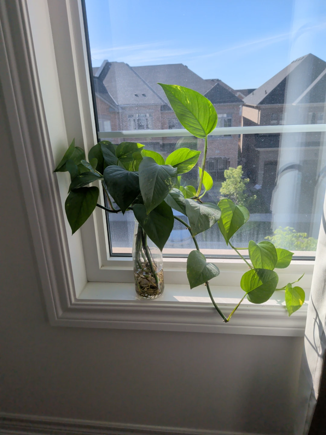Live and healthy - rooted Pothos cuttings in water - photo 5