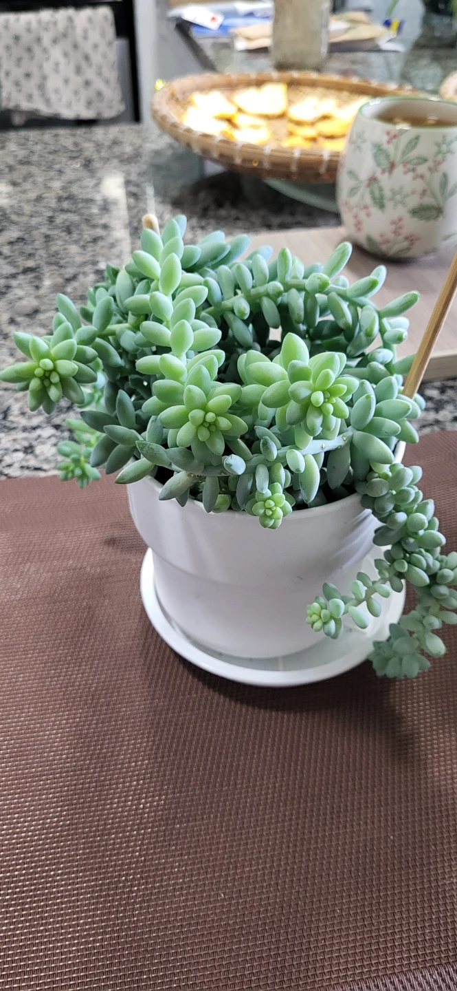 Burro's Tails in White Plastic pot