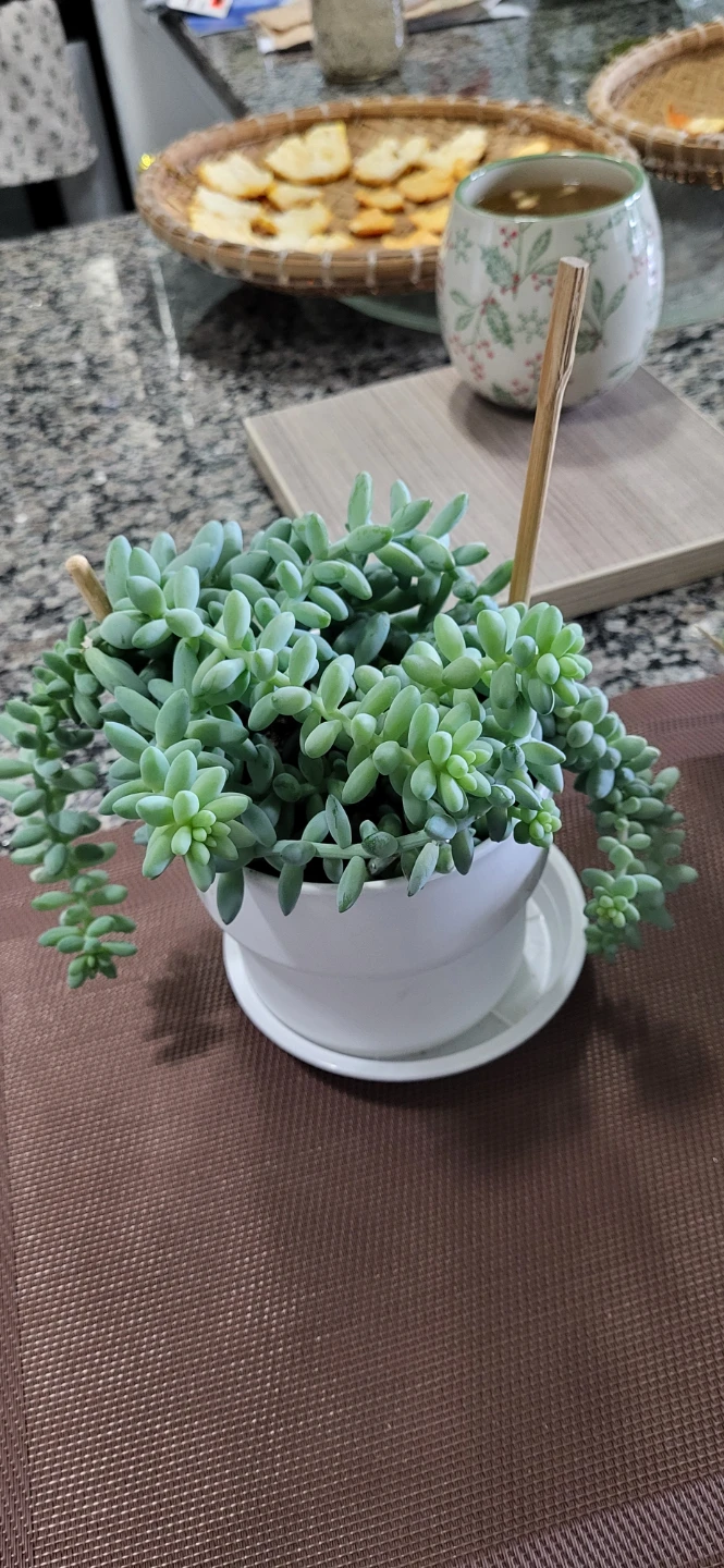 Burro's Tails in White Plastic pot - photo 5