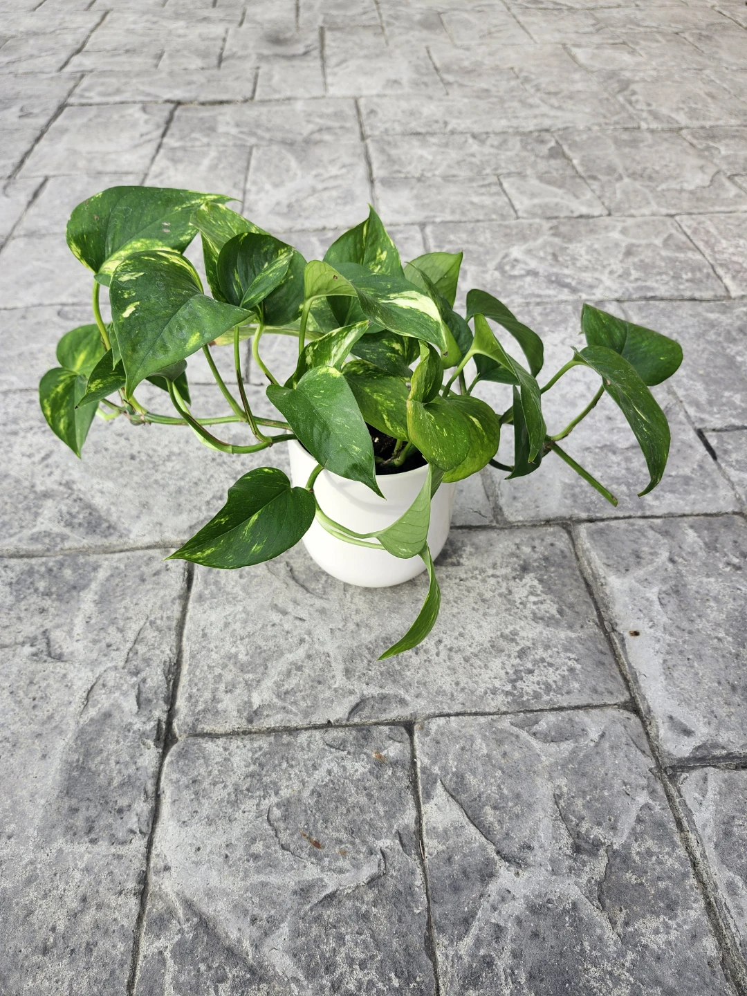 PLANTS - 5 WITH POTS